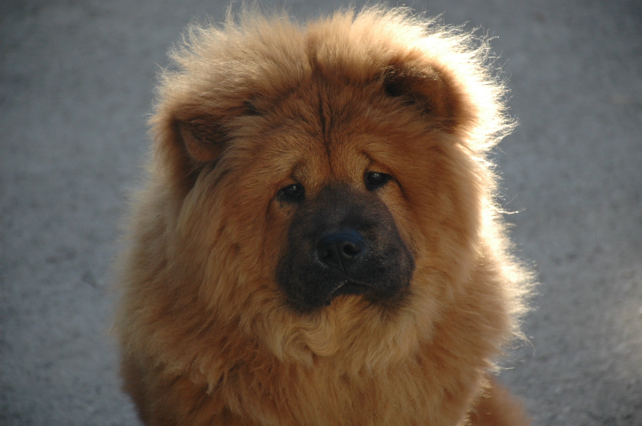 cachorros de chow chow en españa andalusia madrid, cachorros perros mascotas aniamles, chow chow paraiso en españa