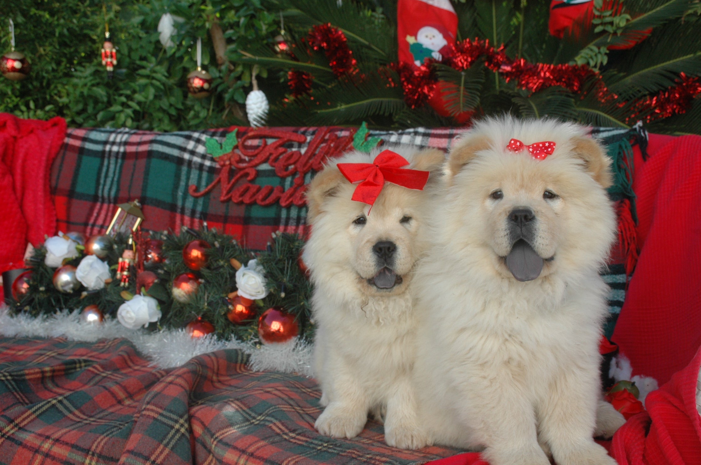 cachorros blancos de chow chow raza canina como leoncintos o peluche de oso en españa. estamos cerca de cordoba en andalusia. cachorros de calidad