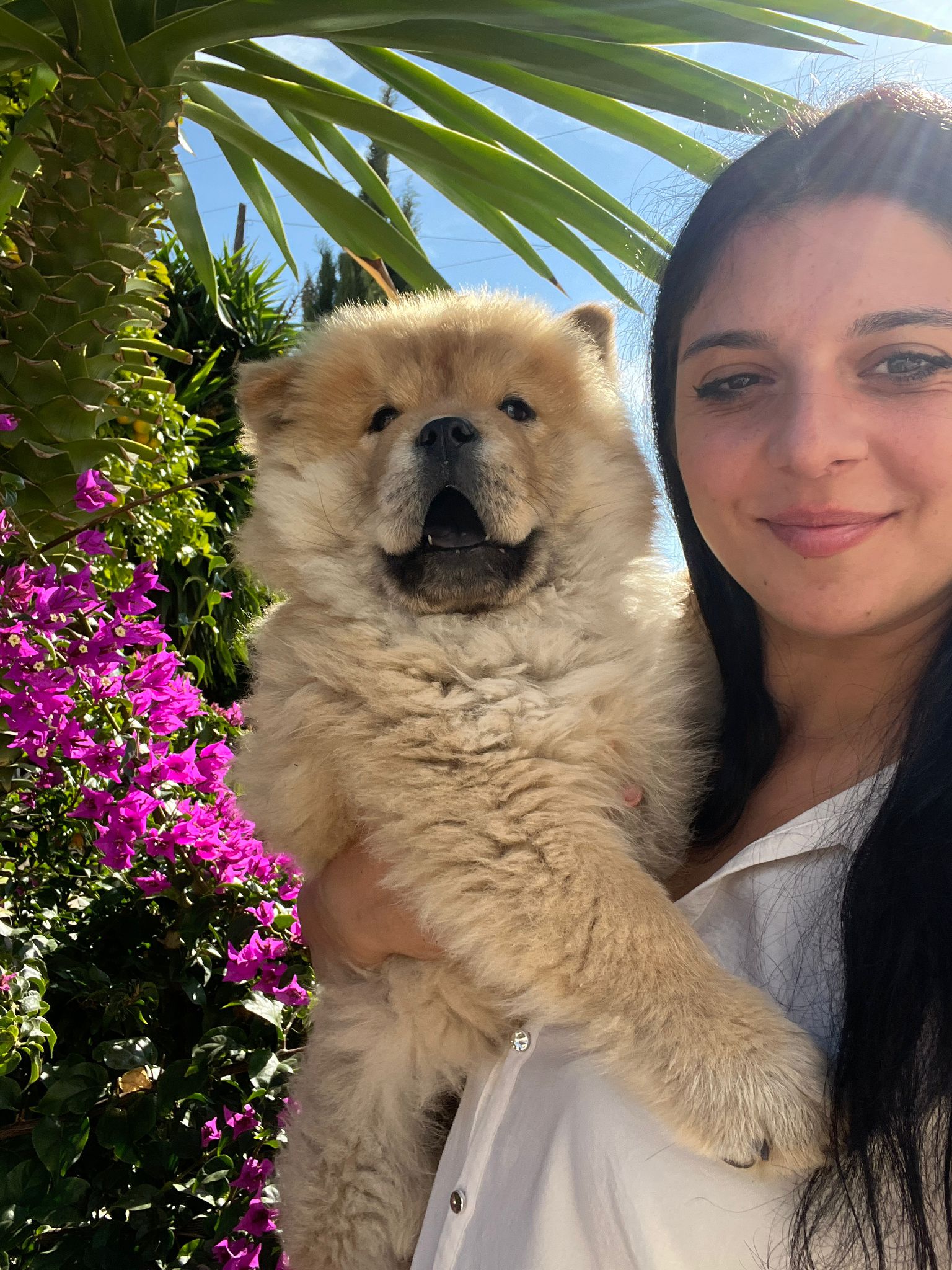 cachorros blancos de chow chow raza canina como leoncintos o peluche de oso en españa. estamos cerca de cordoba en andalusia. cachorros de calidad