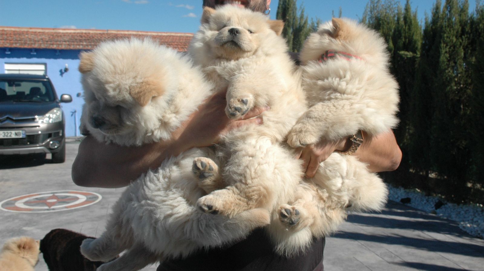cachorros de chow chow en españa andalusia madrid, cachorros perros mascotas aniamles, chow chow paraiso en españa calidad de raza cachorros chow chow