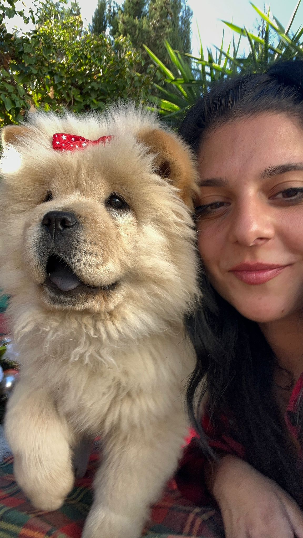 cachorros de chow chow en españa andalusia madrid, cachorros perros mascotas aniamles, chow chow paraiso en españa2