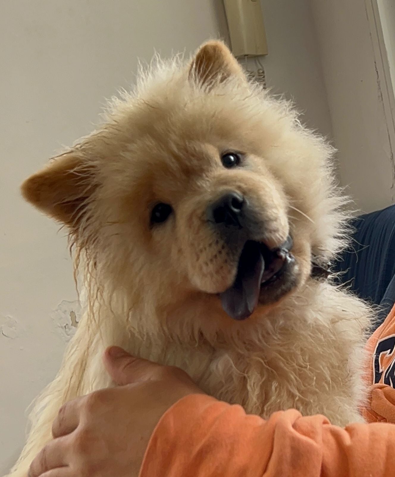 cachorros blancos de chow chow raza canina como leoncintos o peluche de oso en españa. estamos cerca de cordoba en andalusia. cachorros de calidad 